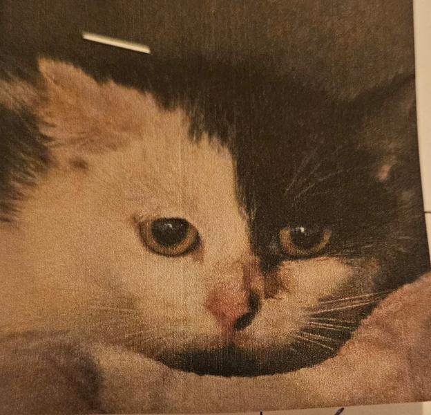 Europäische Hauskatze