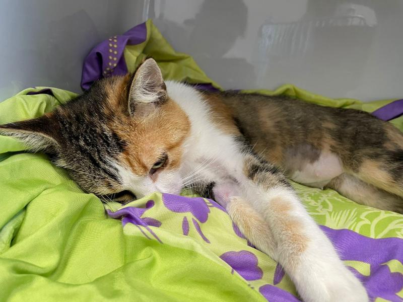 Europäische Hauskatze