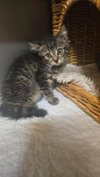 Europäische Hauskatze