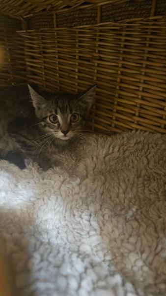 Europäische Hauskatze