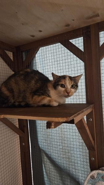 Europäische Hauskatze