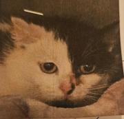 Fundtier Tier-ID 33117