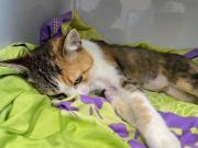 Fundtier Tier-ID 33424