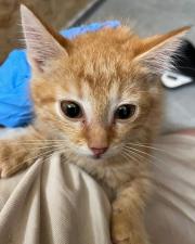 Fundtier Tier-ID 33404