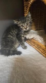 Fundtier Tier-ID 33402