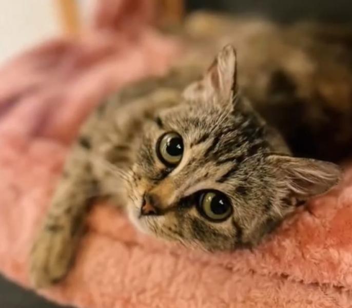 Europäische Hauskatze