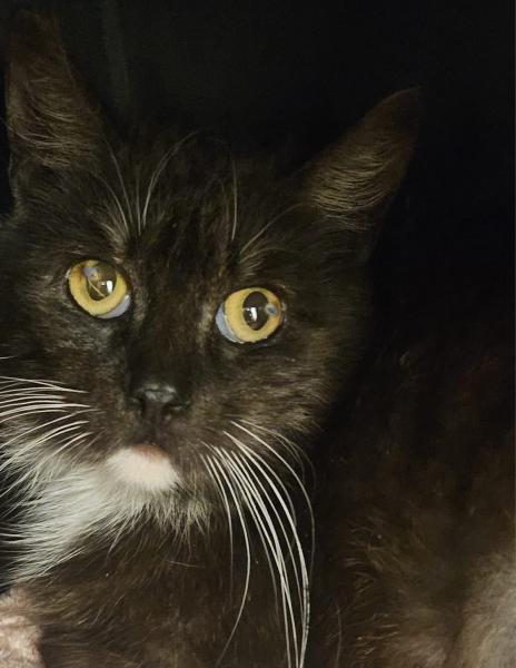 Europäische Hauskatze