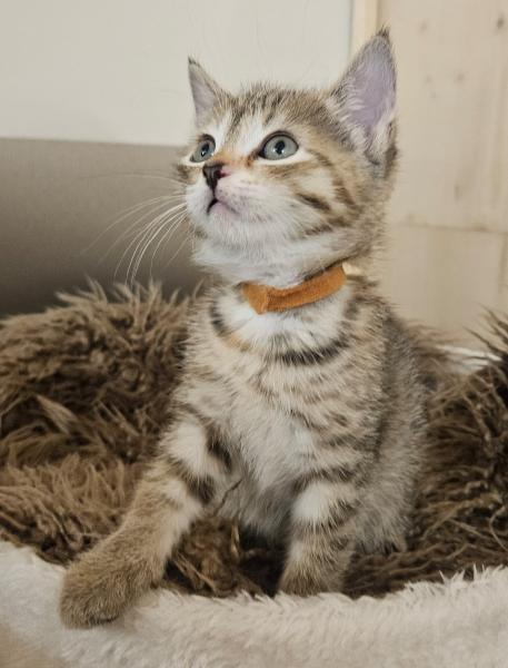 Europäische Hauskatze