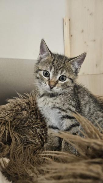 Europäische Hauskatze