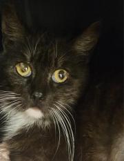 Fundtier Tier-ID 37360