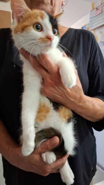 Europäische Hauskatze