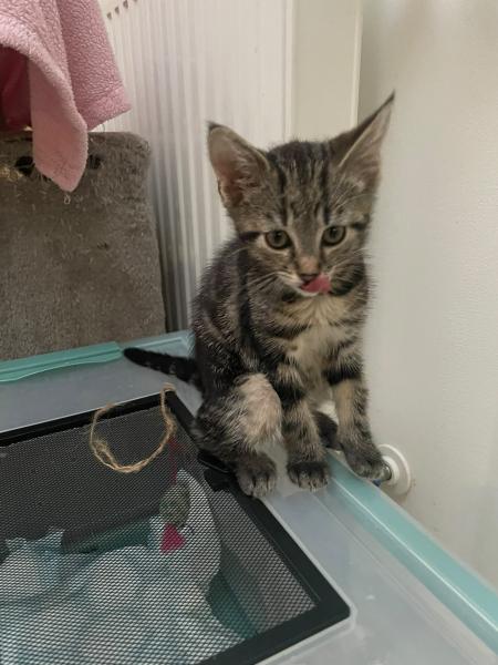 Europäische Hauskatze