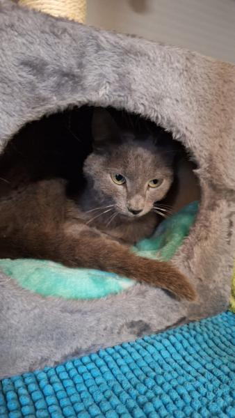 Europäische Hauskatze