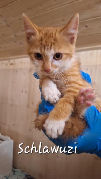 Europäische Hauskatze