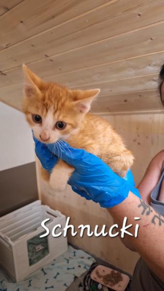 Europäische Hauskatze