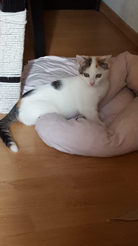 Europäische Hauskatze