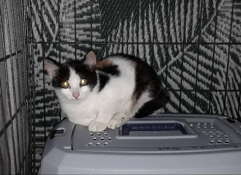 Europäische Hauskatze