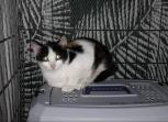 Fundtier Tier-ID 16702