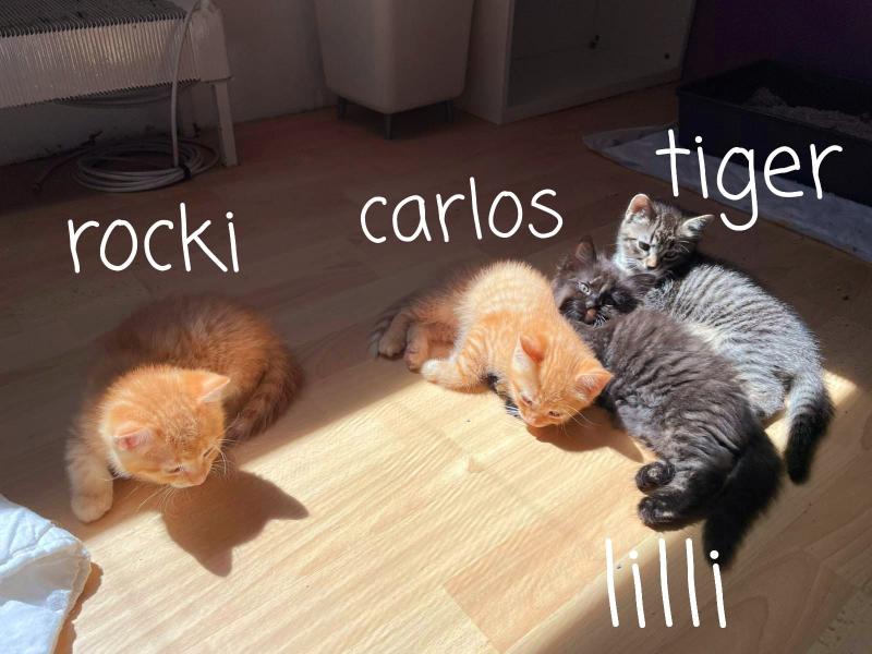Europäische Hauskatze