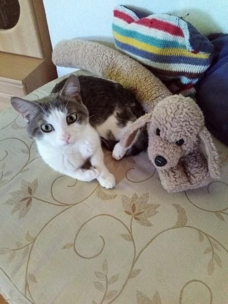 Europäische Hauskatze