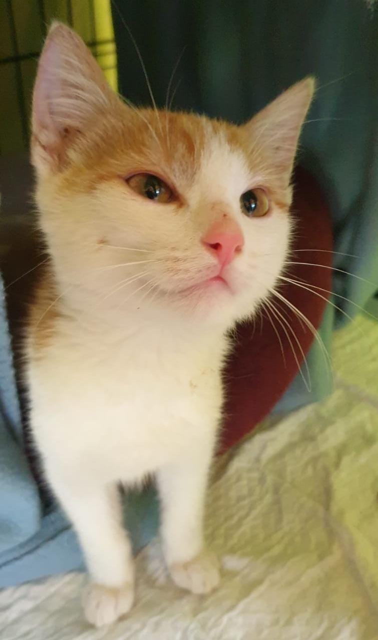 Europäische Hauskatze