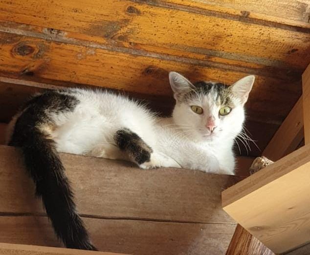 Europäische Hauskatze