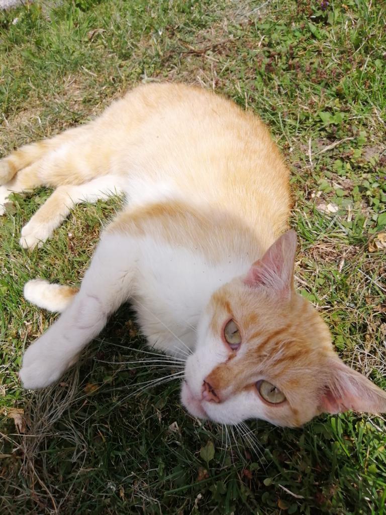 Europäische Hauskatze