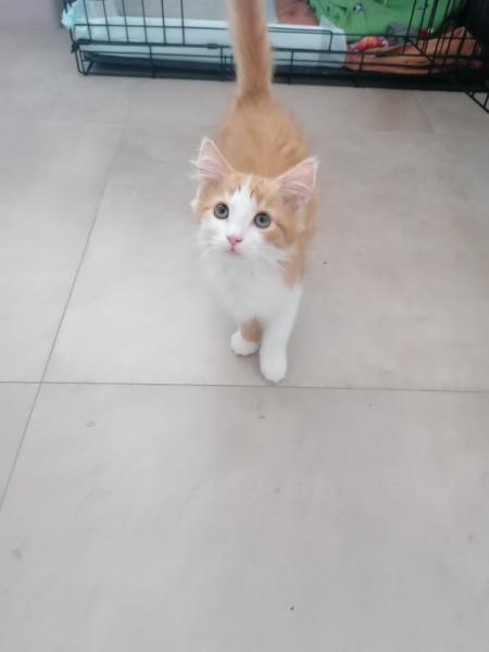 Europäische Hauskatze