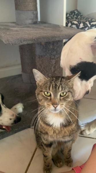 Europäische Hauskatze