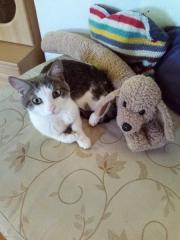 Fundtier Tier-ID 26275