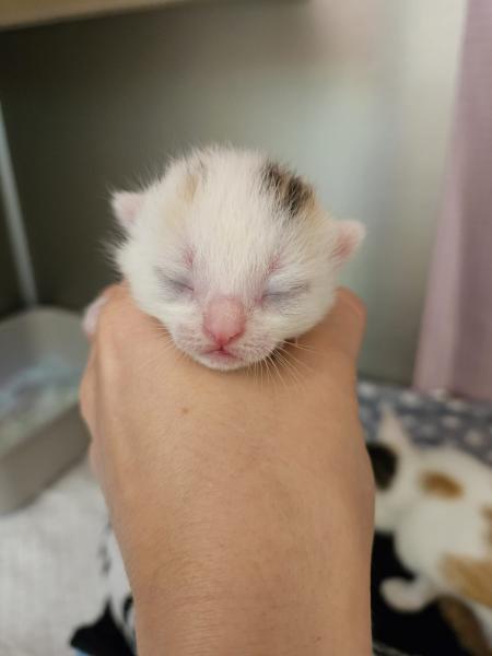 Europäische Hauskatze