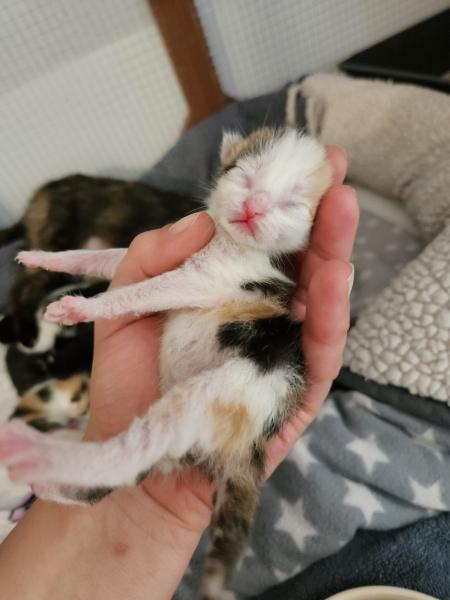 Europäische Hauskatze