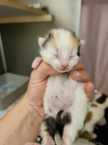 Europäische Hauskatze