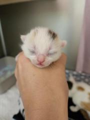 Fundtier Tier-ID 28951