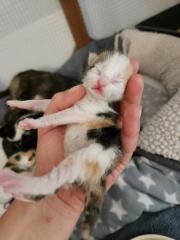 Fundtier Tier-ID 28949