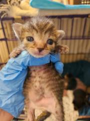 Fundtier Tier-ID 28931