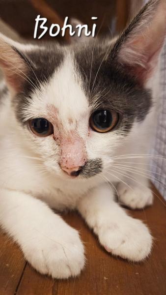 Europäische Hauskatze