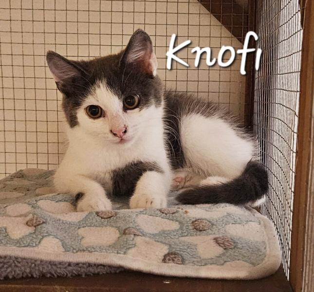 Europäische Hauskatze