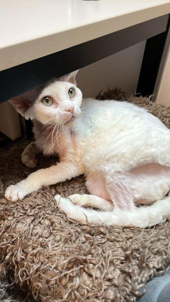 Europäische Hauskatze