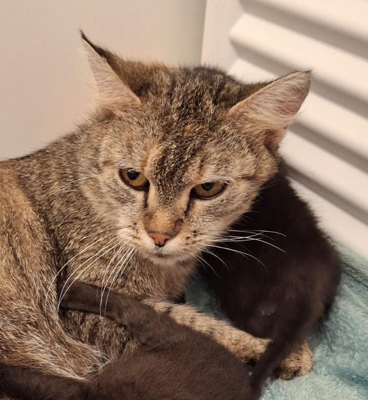 Europäische Hauskatze