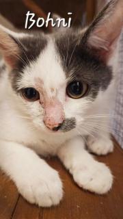 Fundtier Tier-ID 33428