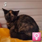 Fundtier Tier-ID 33556