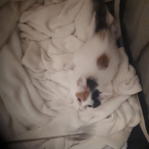 Europäische Hauskatze