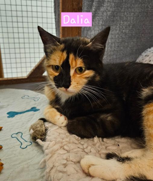 Europäische Hauskatze