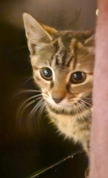 Europäische Hauskatze