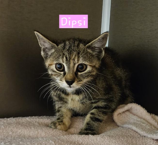 Europäische Hauskatze