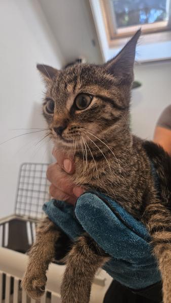 Europäische Hauskatze