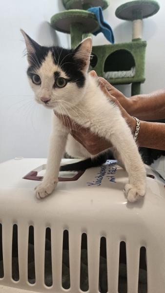 Europäische Hauskatze