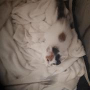 Fundtier Tier-ID 37962