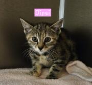 Fundtier Tier-ID 37769